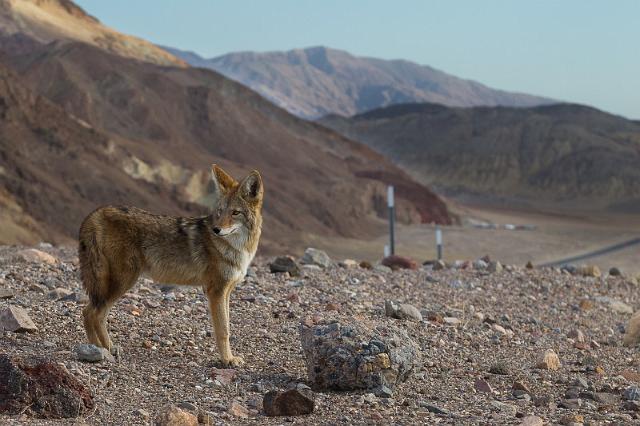 15 death valley, coyote.jpg